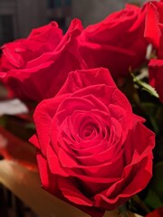 bunch of red roses on a table