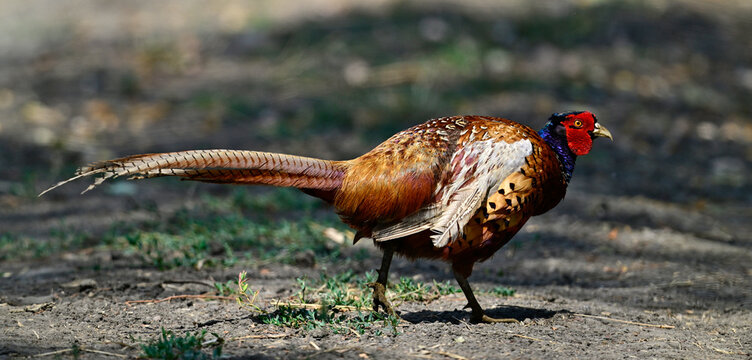 Fasan, Jagdfasan - M&auml;nnchen // Common pheasant - male (Phasianus colchicus)