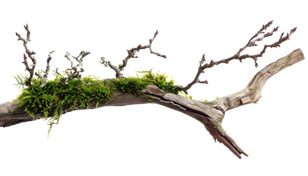 Dry tree branch with moss isolated on white - Powered by Adobe