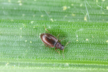 Tiny minute brown scavenger beetle Latridiidae on a corn leaf. High magnification. 