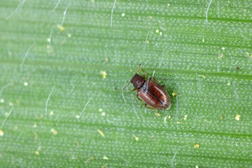 Tiny minute brown scavenger beetle Latridiidae on a corn leaf. High magnification. 