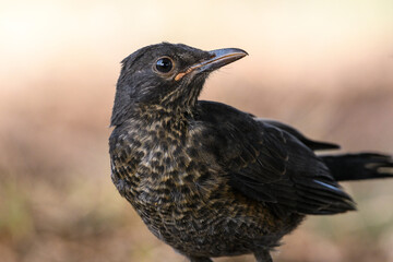 Close-up shot of Juvenile European blackbird