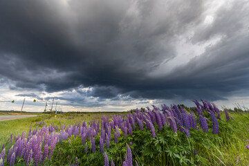 Obraz premium A wide-angle shot of a field of purple lupine flowers swaying in the wind under a dark, stormy sky..