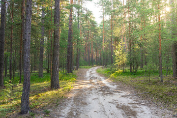 Fototapeta premium A dirt road in a forest with trees on both sides