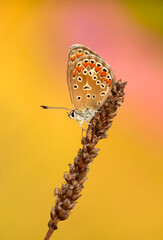 Motyl Modraszek Ikar  na kolorowym tle.
