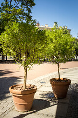 Two potted trees are on a sidewalk in front of a building
