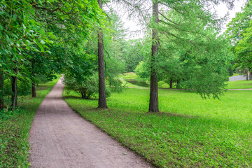 Obraz premium A winding gravel path leads through a verdant forest, flanked by towering trees and a carpet of lush green grass. The sun filters through the canopy, casting dappled light on the ground.