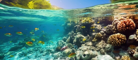 Tropical seawater fish and coral reef. colorful wild fish natural landscape snorkeling