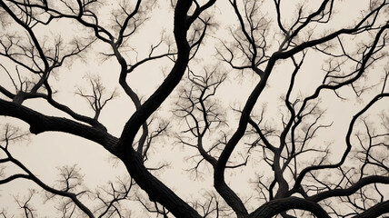 The silhouette of a tree without leaves on the background of a light sky with clouds