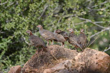 Young Babary Partridges (Alectoris Barbara) in the wild