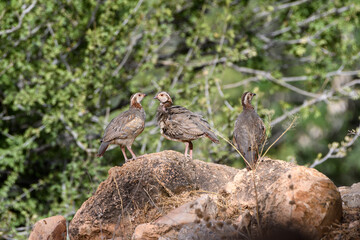 Young Barbary Partridges (Alectoris Barbara) in the wild
