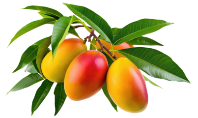 Branch of fresh ripe mangoes isolated in a transparent background. Group of orange and red mangoes cut out. PNG.