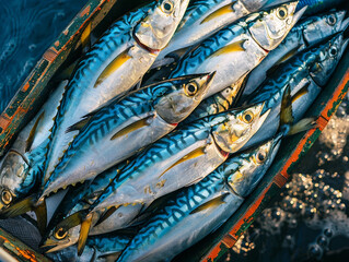 Obraz premium Freshly Caught Mackerel In A Wooden Boat By The Sea