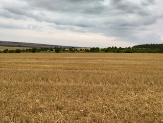 Fototapeta premium Field of Wheat Under a Cloudy Sky