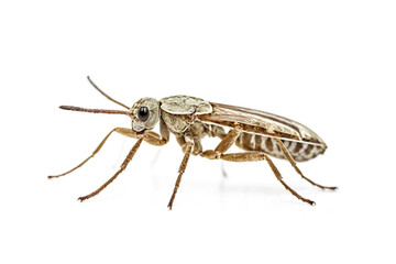 Macro Photography of a Small Brown Insect