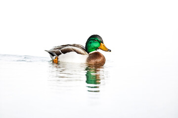 Obraz premium Mallard Duck Swimming in Still Water