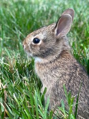 Cute mom and baby rabbit in the back yard