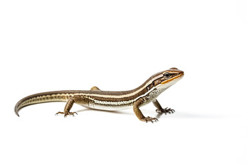 Fototapeta premium Striped Skink Lizard Isolated on White Background