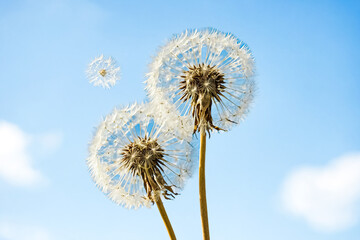 Naklejka premium Dandelion Seeds Blowing in the Wind