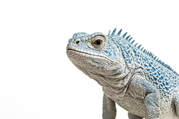 Fototapeta premium Blue Iguana Looking Up