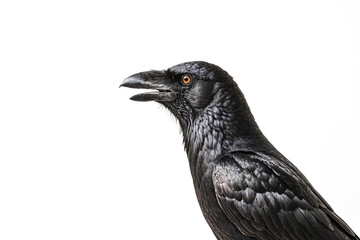 Fototapeta premium Raven Portrait
