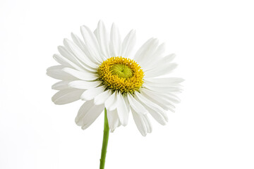 Single White Daisy Flower