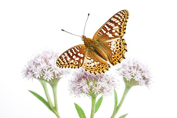 Obraz premium Butterfly on Flower