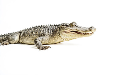 Fototapeta premium Alligator with Open Mouth Isolated on White Background