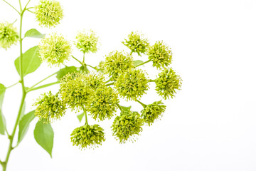 Fototapeta premium Close-up of delicate green flowers on a white background