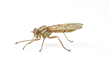 Close-up of a brown fly on a white background