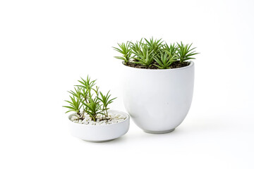 Two potted plants in white pots on a white background