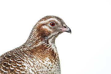 Closeup of a Mountain Quail with Red Eyes