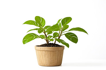 Green Plant in a Pot on White Background