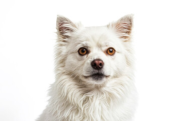 Obraz premium White fluffy dog with brown eyes looking at the camera