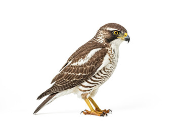 Obraz premium Close-Up of a Goshawk Perched on a White Background