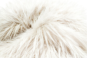 Fototapeta premium Close Up of Soft White Feathers