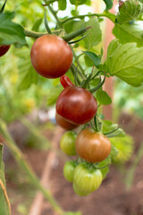 Black Cherry Tomatoes on the Vine