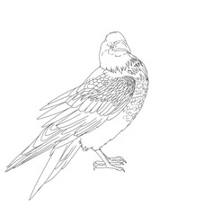 Set Realistic Line art raven white crow animal illustration coloring book clip art design holographic feather outline drawing contour sketch Halloween bird design albino mammal wild nature hand drawn