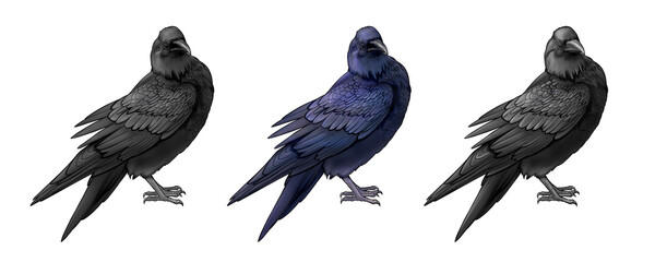Set Realistic Line art raven blue black crow animal illustration coloring book clip art design holographic feather outline drawing contour sketch Halloween bird design albino mammal wild hand drawn