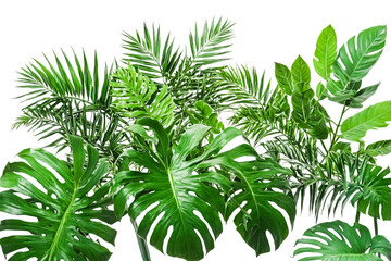 Obraz premium Lush Tropical Leaves on White Background