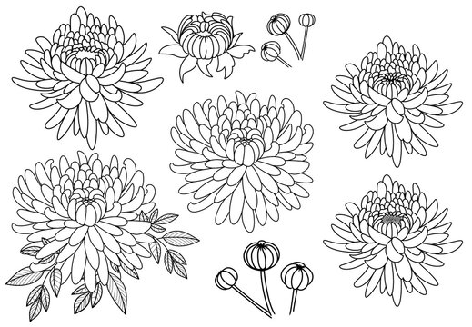 Line art Chrysanthemum ornamental drawing simple shape geometric flowers clip art design hand drawn icon set curved lines contour stroke coloring book floral pattern wedding element bud blossom petals