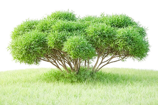 Lush Green Bush in Grassy Landscape
