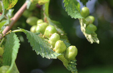 The aphid tetraneura ulmi parasitizes elm leaves