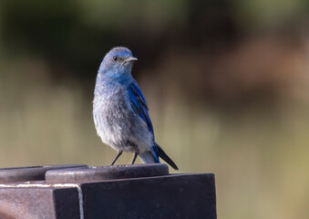 Mountain Bluebird