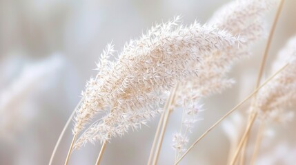 Close-up shot of a delicate white grass flower with a soft focus