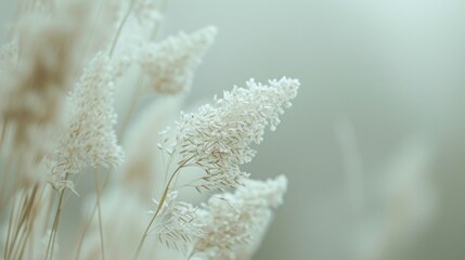 Naklejka premium Close-up shot of a delicate white grass flower with a soft focus