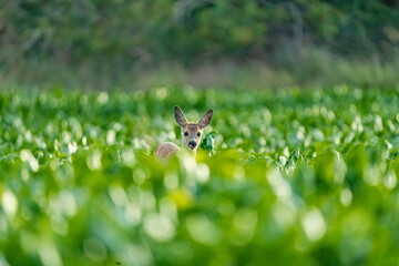 wild and beautiful nature around us