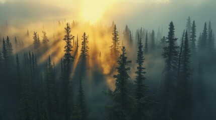 Dense spruce forest shrouded in morning mist with the sun's rays piercing through the trees