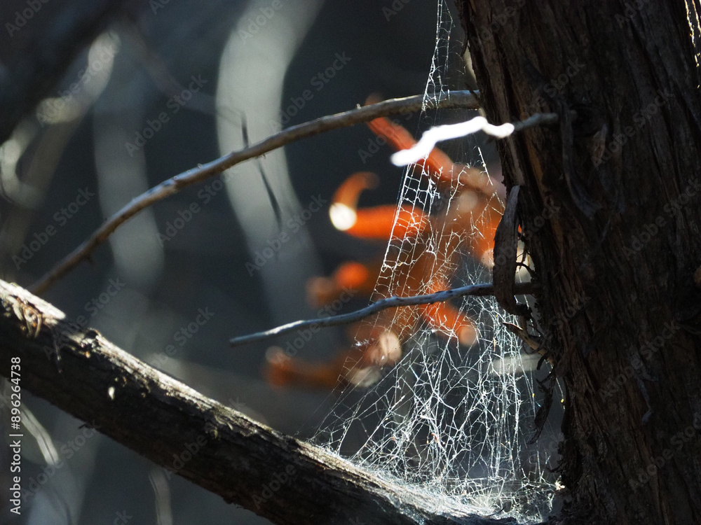 Wall mural spider web on a branch with autumn leaf in background