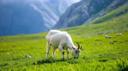 White goat grazing in a lush green meadow, with mountains in the background